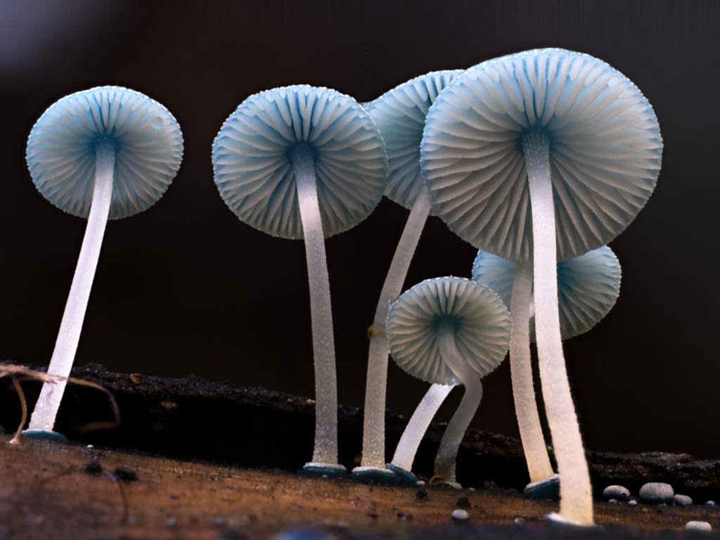 Pixie-Parasol-Axford-3-1024×768